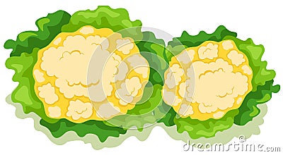 Cauliflower Vector Illustration