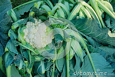 Cauliflower, agriculture field of India Stock Photo