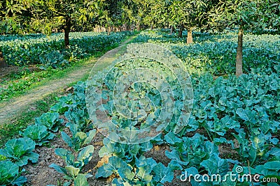 Cauliflower, agriculture field of India Stock Photo