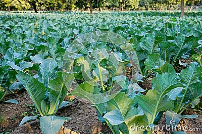 Cauliflower, agriculture field of India Stock Photo