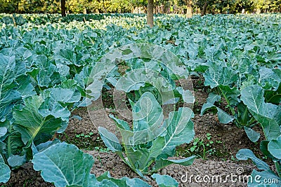 Cauliflower, agriculture field of India Stock Photo