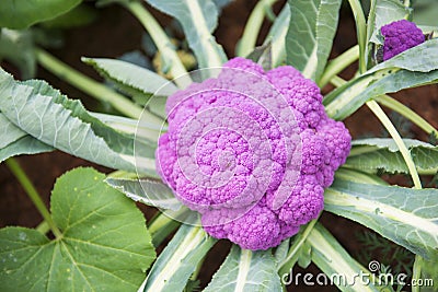 Cauliflower colored purple in garden Stock Photo