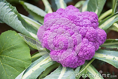 Cauliflower colored purple in garden Stock Photo