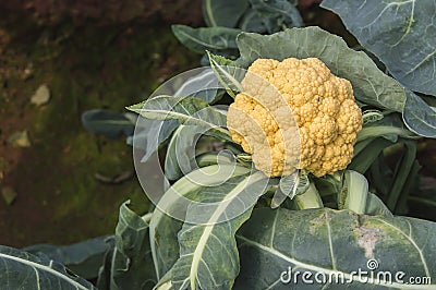 Cauliflower in the cultivation Stock Photo