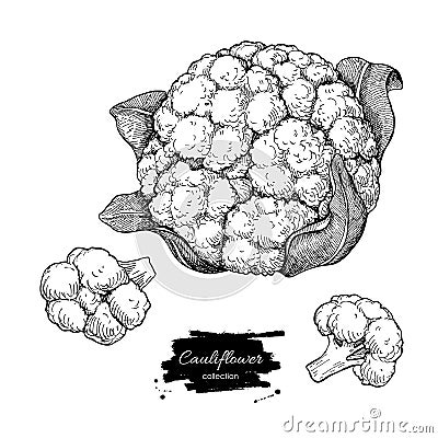 Cauliflower hand drawn illustration. Vegetable engraved s Vector Illustration