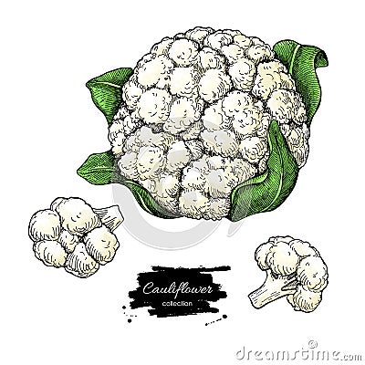 Cauliflower hand drawn vector illustration. Vegetable sketch. Isolated Cauliflower with pieces. Vector Illustration