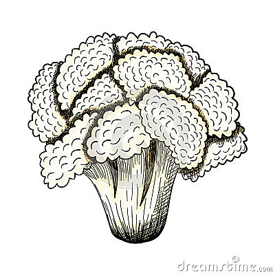 Cauliflower Icon Vector Illustration