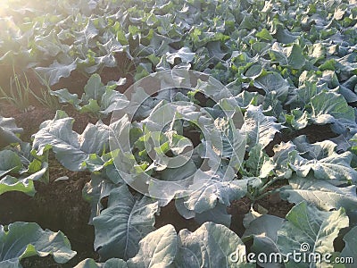 Cauliflower tree in a field in India Stock Photo