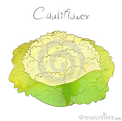 Cauliflower vector design with water color Vector Illustration