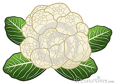 Cauliflower vector drawing on isolated white background Vector Illustration