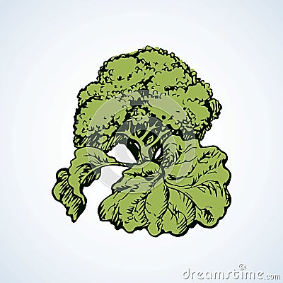 Cauliflower. Vector drawing Vector Illustration