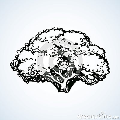 Cauliflower. Vector drawing Vector Illustration