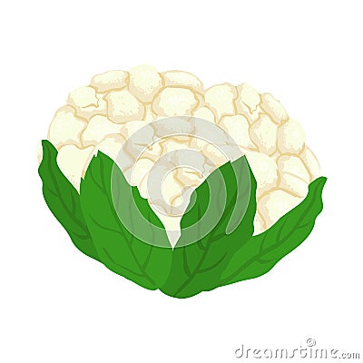 Cauliflower vector.Fresh cauliflower illustration Vector Illustration