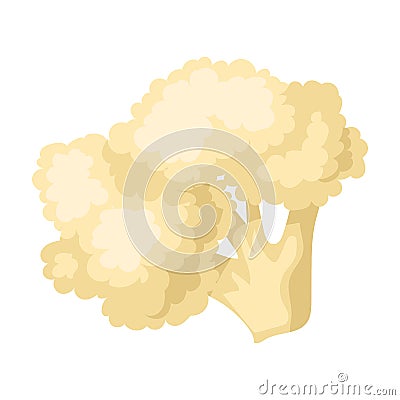 Cauliflower vector icon.Cartoon vector icon isolated on white background cauliflower. Vector Illustration