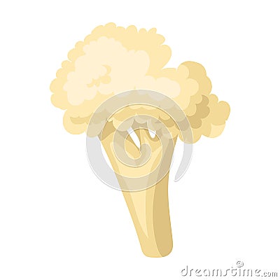 Cauliflower vector icon.Cartoon vector icon isolated on white background cauliflower. Vector Illustration