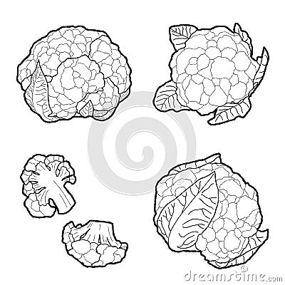 Cauliflower Vector Illustration Hand Drawn Vegetable Cartoon Art Vector Illustration