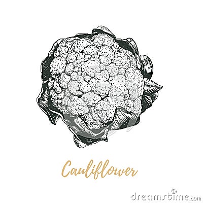 Cauliflower vector illustration Vector Illustration