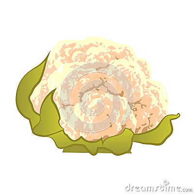 Cauliflower Vector Illustration