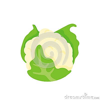 Cauliflower vector. Vegetables for healthy cooking Vector Illustration