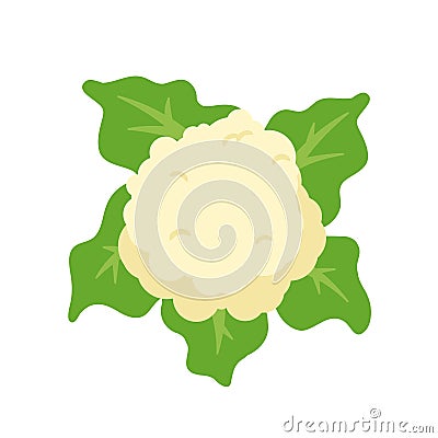 Cauliflower vector. Vegetables for healthy cooking Vector Illustration