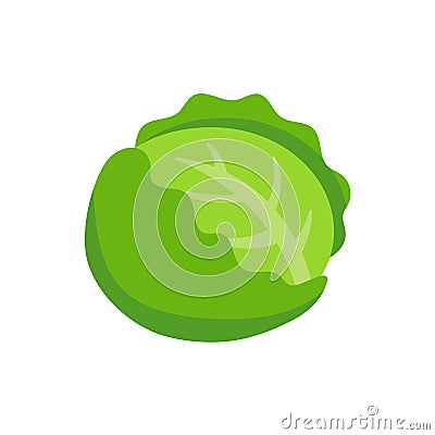 Cauliflower vector. Vegetables for healthy cooking Vector Illustration