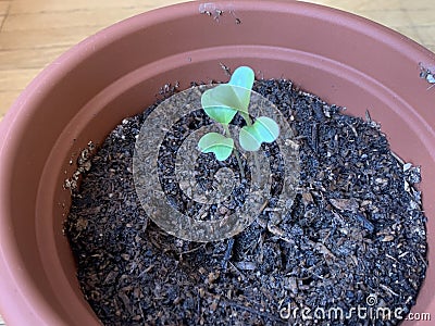 Cauliflowre seedlings in a pot Stock Photo