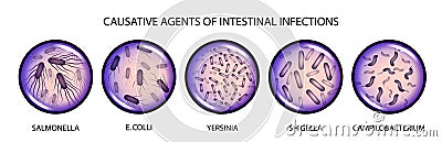 The causative agents of intestinal infections Vector Illustration