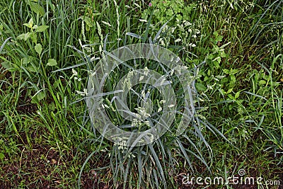 Orchardgrass / Dactylis glomerata Stock Photo