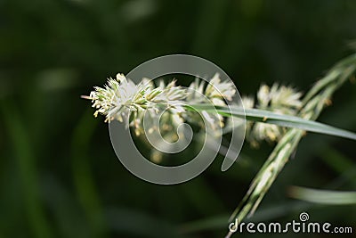 Orchardgrass / Dactylis glomerata Stock Photo