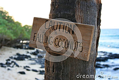 Caution falling coconuts Stock Photo