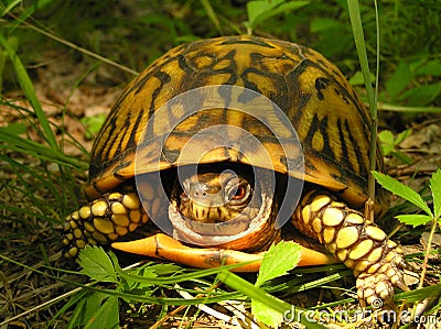 Cautious American Box Turtle Stock Photo