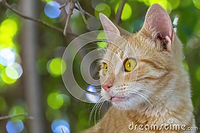 Cautious young cat hidding in the tree Stock Photo