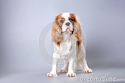 A Cavalier Charles Spaniel breed dog with beautiful thoughtful eyes close-up Stock Photo