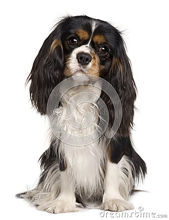 Cavalier King Charles dog, 14 months old Stock Photo