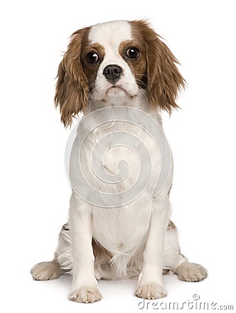 Cavalier King Charles dog, 6 months old, sitting Stock Photo