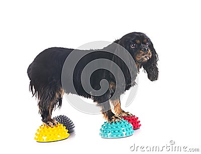 cavalier king charles Stock Photo