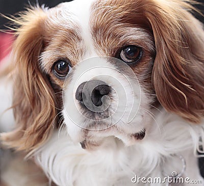 Cavalier king charles spaniel Stock Photo