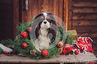 Cavalier king charles spaniel dog with christmas decorations at cozy wooden country house Stock Photo