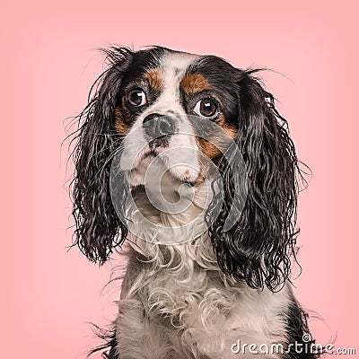 Cavalier King Charles Spaniel looking at camera against pink bac Stock Photo