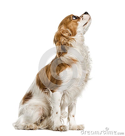 Cavalier King Charles Spaniel looking up, isolated Stock Photo