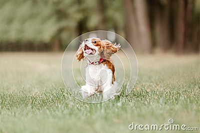 Cavalier King Charles Spaniel puppy dog. Fall. Autumn season. Dog on walk Stock Photo