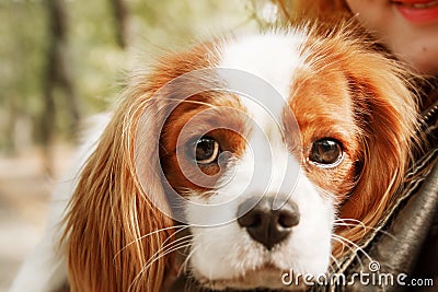 Cavalier King Charles Spaniel puppy dog with owner. Fall. Autumn. Stock Photo