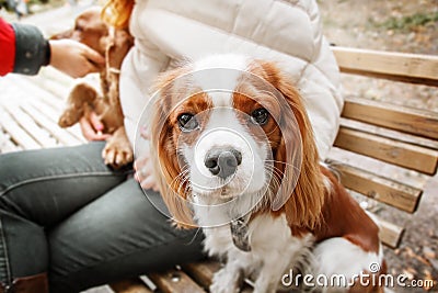 Cavalier King Charles Spaniel puppy dog with owner. Fall. Autumn. Stock Photo