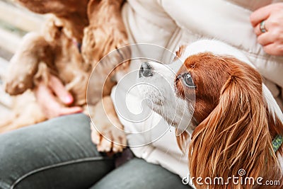 Cavalier King Charles Spaniel puppy dog with owner. Fall. Autumn. Stock Photo