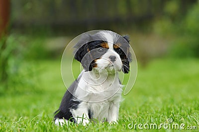 Cavalier King Charles spaniel puppy Stock Photo