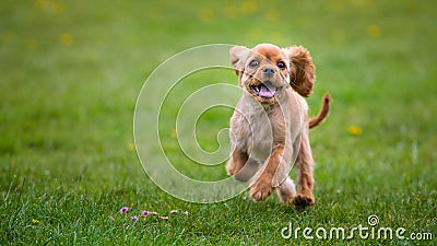 Cavalier king charles spaniel puppy Stock Photo