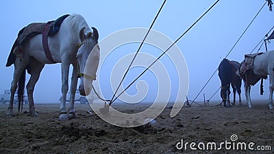 Cavallo bianco nel deserto Cavallo bianco nel deserto