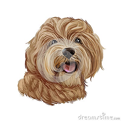 Cavapoo digital art illustration of cute canine animal of beige color. Cavoodle or crossbreed dog, offspring of Poodle Cartoon Illustration