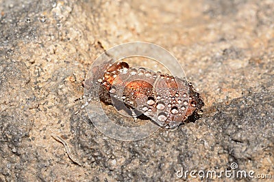 Cave moth, Scoliopteryx libatrix Stock Photo