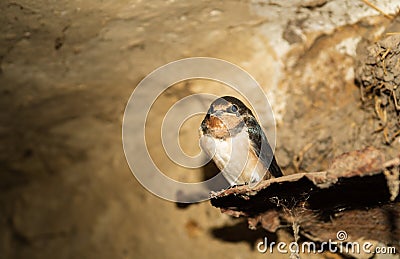 Cave Swallow sitting next to the nest in splendid isolation Stock Photo